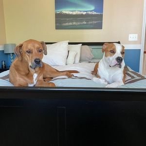 Meet your Posher, Bo